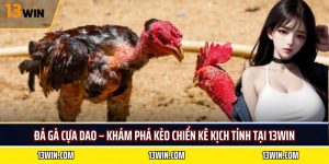 đá gà cựa dao