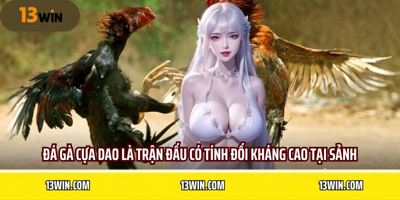 Đá gà cựa dao là trận đấu có tính đối kháng cao tại sảnh