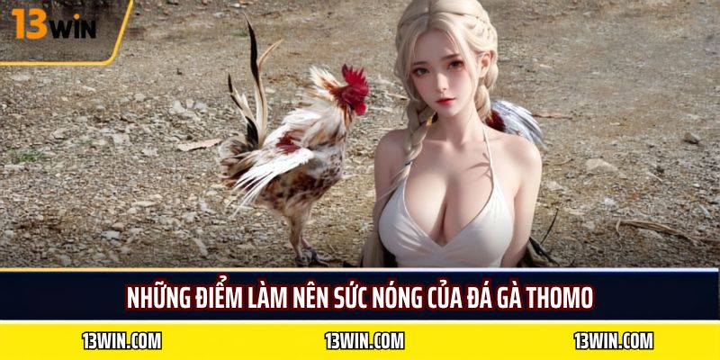 Những điểm làm nên sức nóng của đá gà thomo