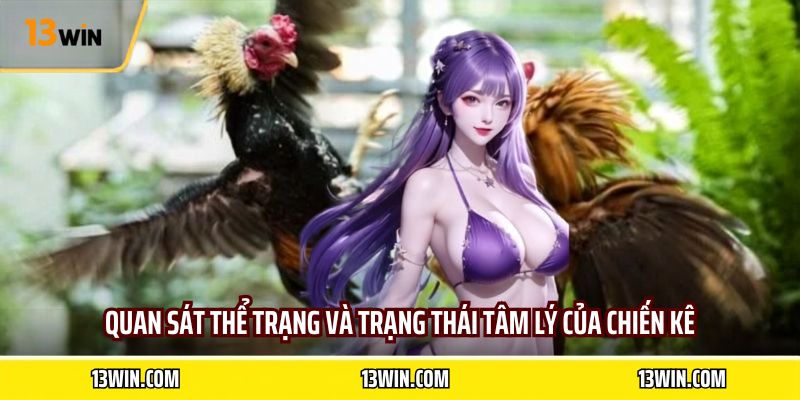 Quan sát thể trạng và trạng thái tâm lý của chiến kê