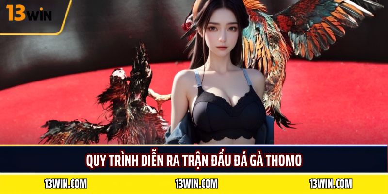 Quy trình diễn ra trận đấu đá gà thomo